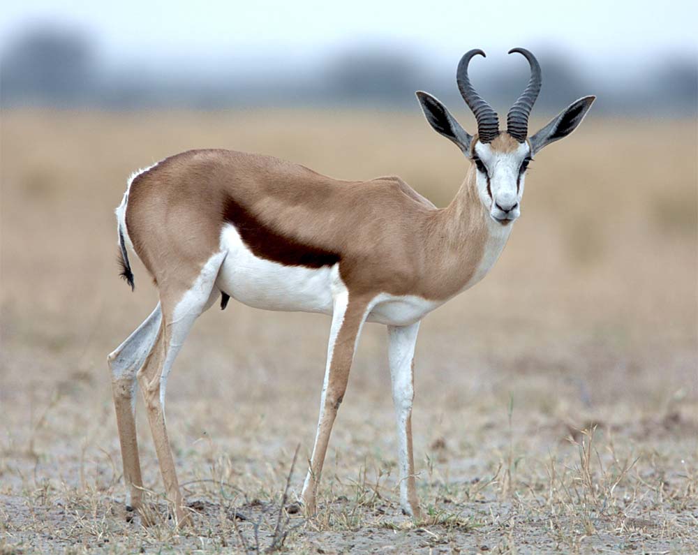 Picture 4 of The fastest animals in the world