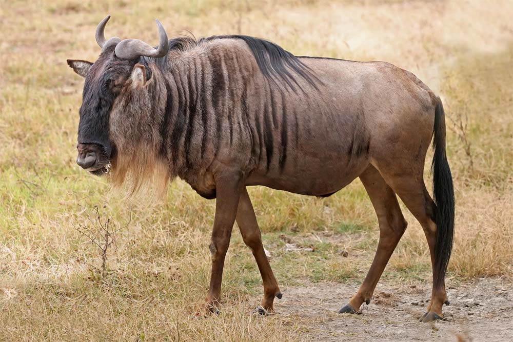 Picture 5 of The fastest animals in the world
