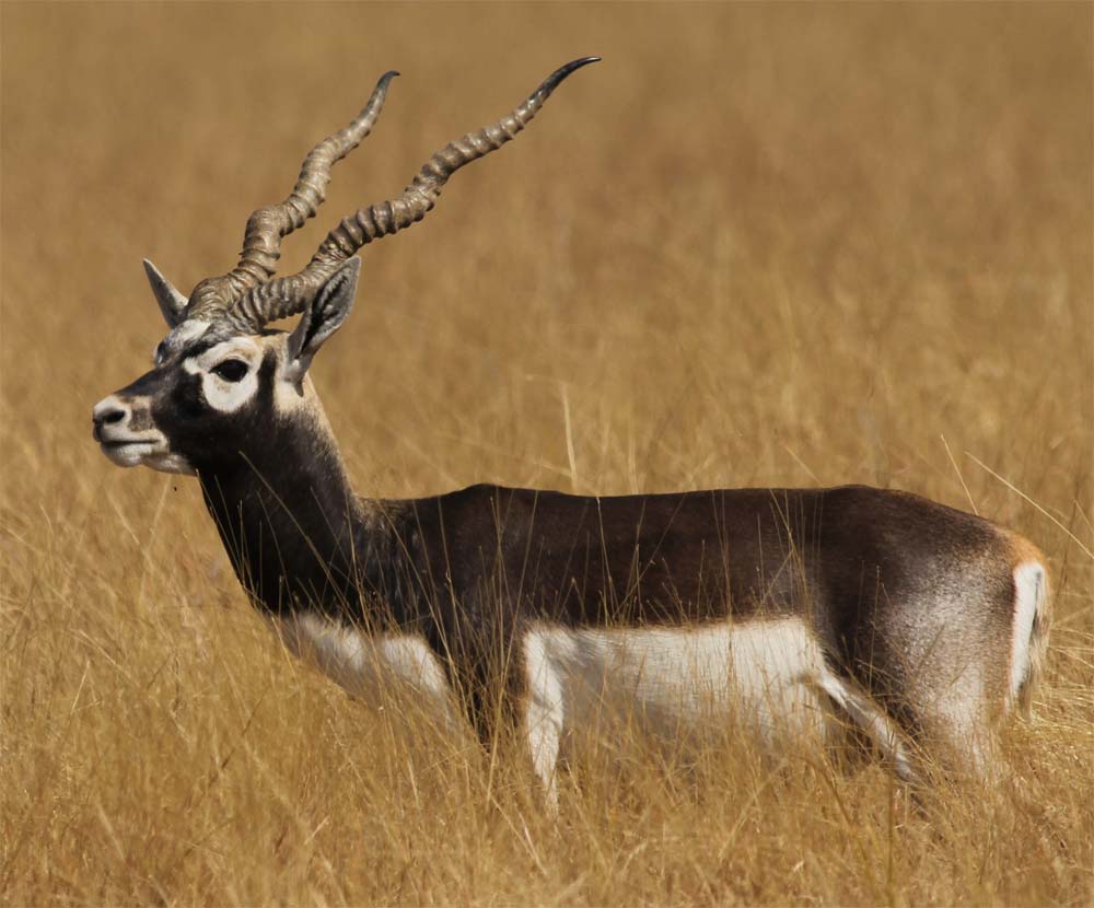 Picture 6 of The fastest animals in the world