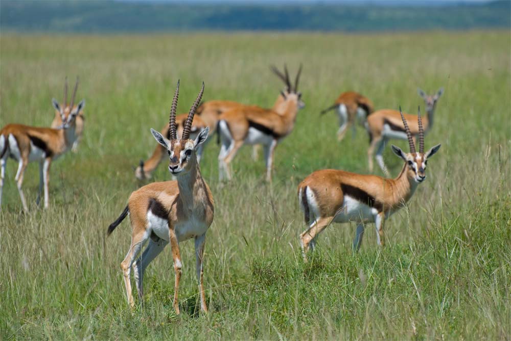 Picture 7 of The fastest animals in the world