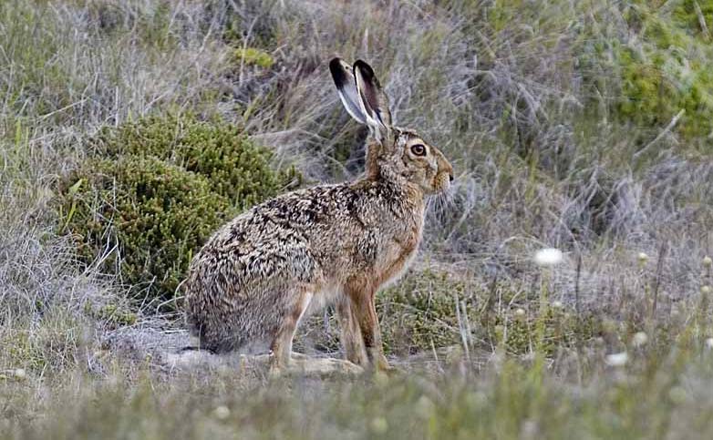 Picture 8 of The fastest animals in the world