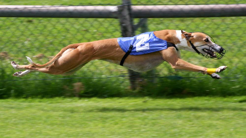 Picture 9 of The fastest animals in the world
