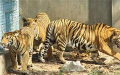 The fate of 42 tigers in Binh Duong: For raising or catching? images 2