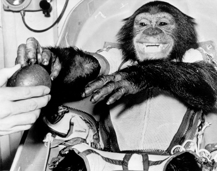 Picture 4 of The fate of chimpanzees and monkeys is sent to space by NASA