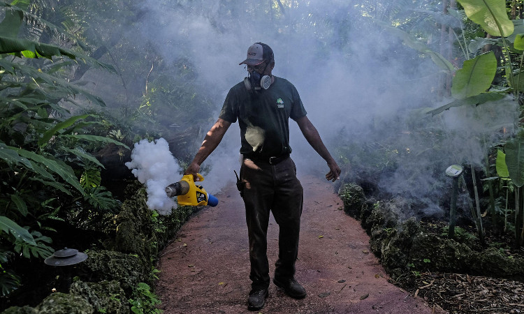 Picture 1 of The FDA allows the use of genetically modified mosquitoes to combat Zika epidemic in the US