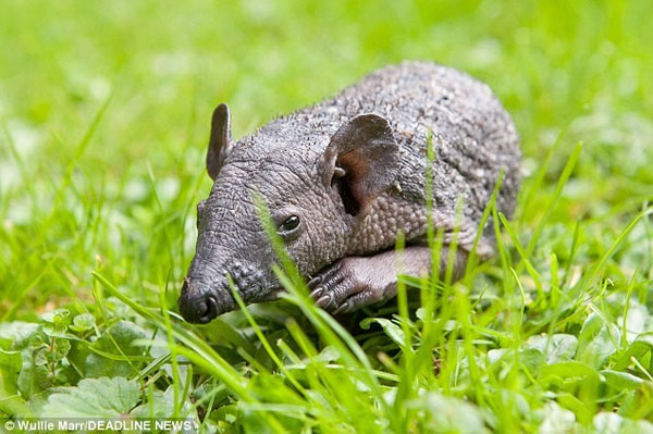 The feeling of the prickly hedgehog cannot return to nature images 1