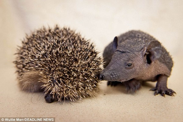 The feeling of the prickly hedgehog cannot return to nature images 2