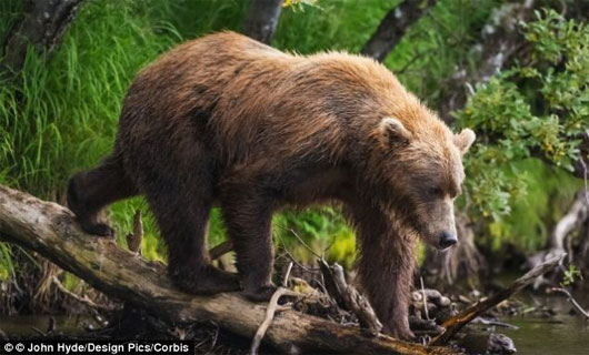 Picture 1 of The female bear also looked at