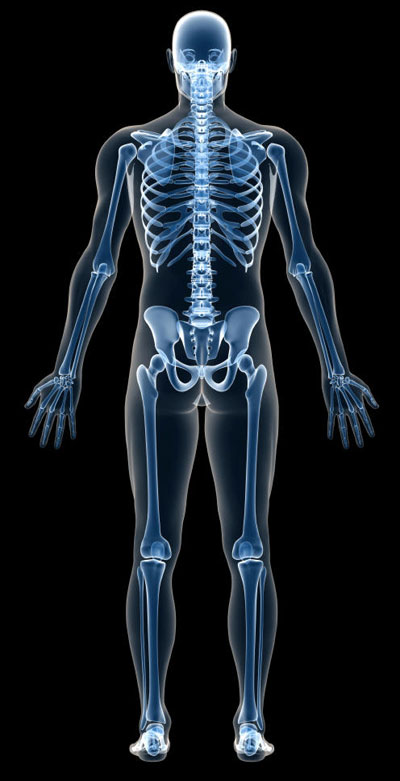 Picture 1 of The fertility of men lies in the bones