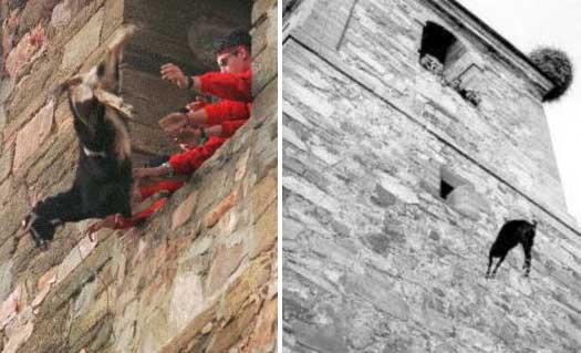 Picture 4 of The festival of killing creepy goats in the world