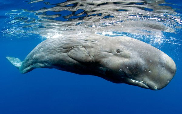 Picture 5 of The feud of the ocean: giant squid and sperm whale