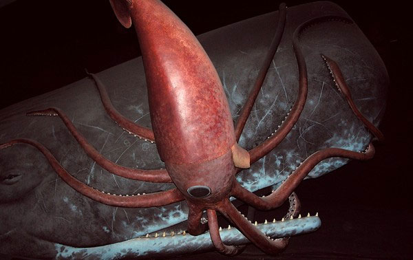 Picture 7 of The feud of the ocean: giant squid and sperm whale