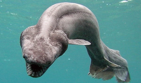 Picture 10 of The fiends in the shark world