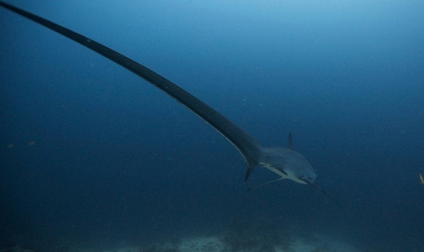 Picture 5 of The fiends in the shark world