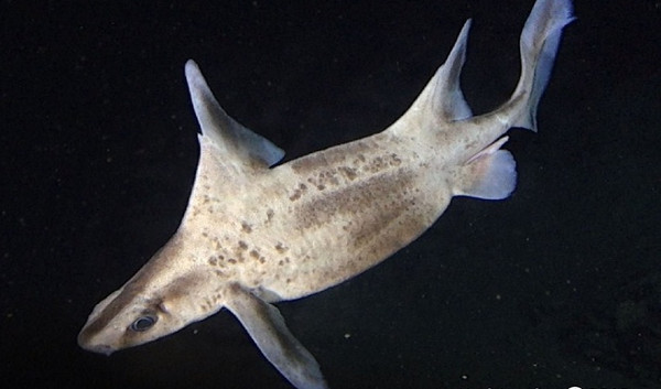 Picture 6 of The fiends in the shark world