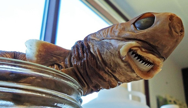 Picture 7 of The fiends in the shark world