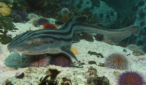 Picture 9 of The fiends in the shark world