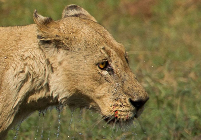 Picture 10 of The fierce battle between lions and crocodiles
