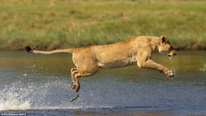 Picture 5 of The fierce battle between lions and crocodiles