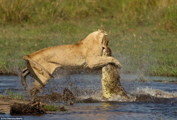 Picture 6 of The fierce battle between lions and crocodiles