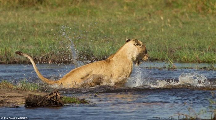 Picture 7 of The fierce battle between lions and crocodiles