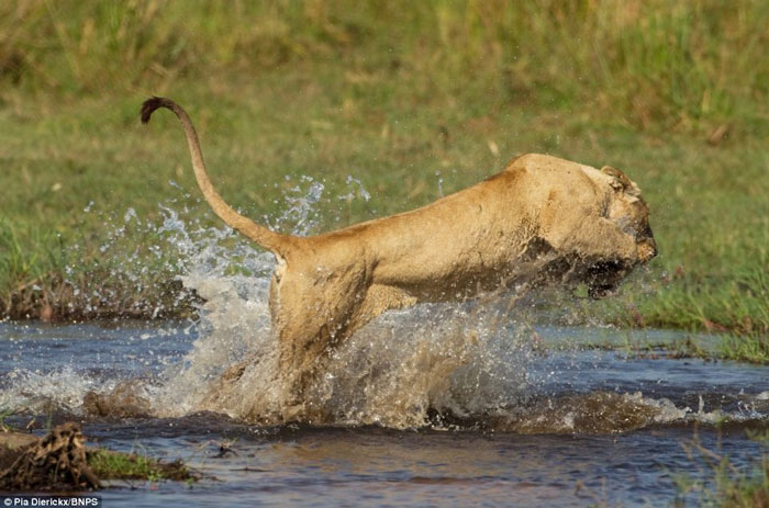 Picture 8 of The fierce battle between lions and crocodiles