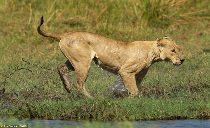 Picture 9 of The fierce battle between lions and crocodiles