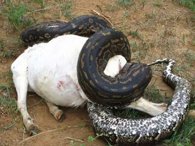 Picture 1 of The fierce fight against invading creatures
