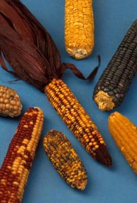 Picture 1 of the fight against poison in corn