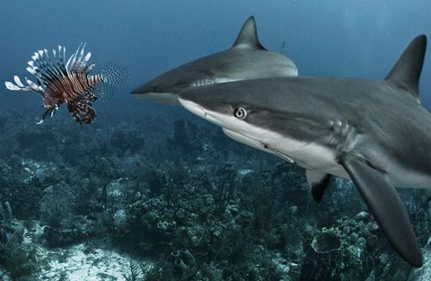 Picture 4 of The fight between sharks and arowanas