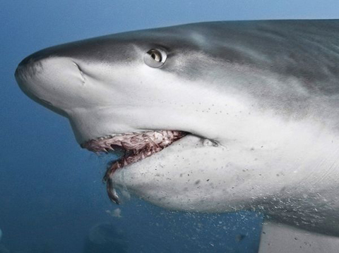 Picture 5 of The fight between sharks and arowanas