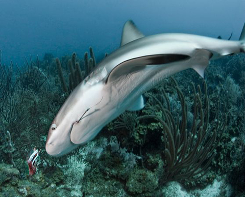 Picture 6 of The fight between sharks and arowanas