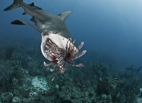 Picture 7 of The fight between sharks and arowanas