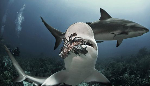 Picture 8 of The fight between sharks and arowanas
