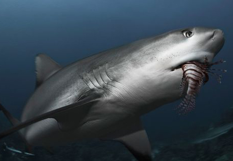 Picture 9 of The fight between sharks and arowanas
