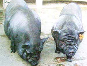 Picture 1 of the final pot-bellied pig?