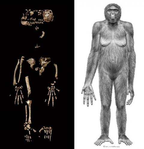 Picture 7 of The findings identify human origin