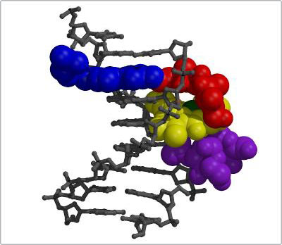Picture 1 of The first 3-dimensional image of cancer chemotherapy