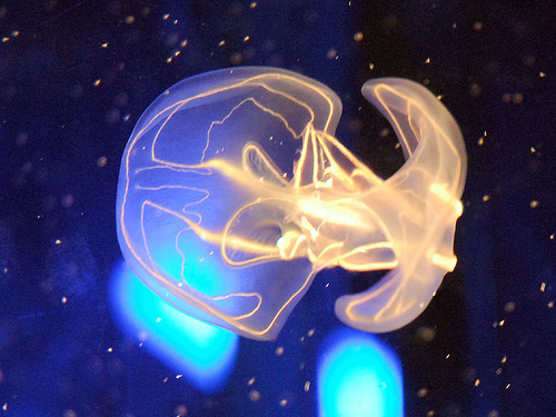 Picture 2 of The first animal on Earth