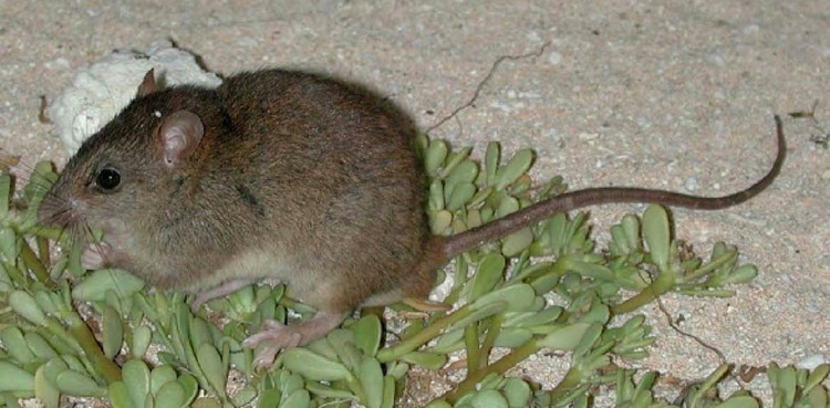 Picture 1 of The first animal was extinct because of climate change