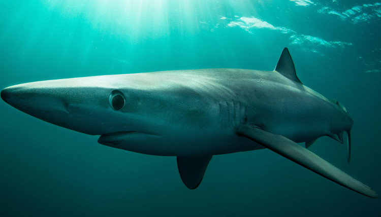 Picture 1 of The first bisexual shark caught a net of Taiwanese fishermen