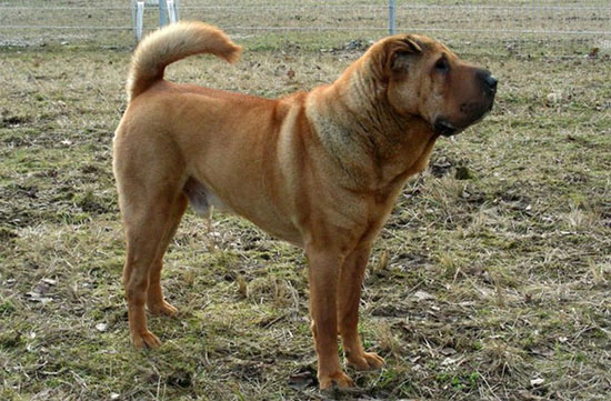 Picture 10 of The first breed appeared on earth