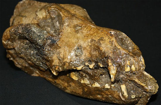 Picture 2 of The first breed appeared on earth