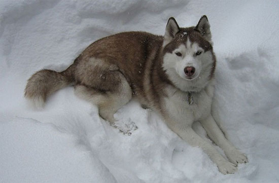Picture 3 of The first breed appeared on earth