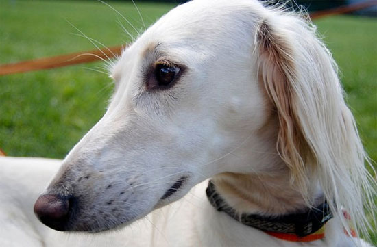 Picture 6 of The first breed appeared on earth