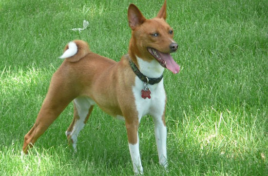 Picture 8 of The first breed appeared on earth