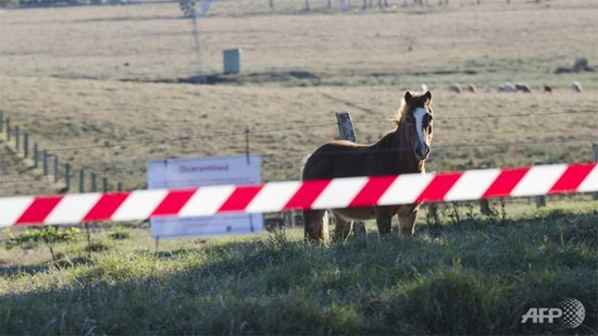 Picture 1 of The first horse infected with the deadly virus Lyssa