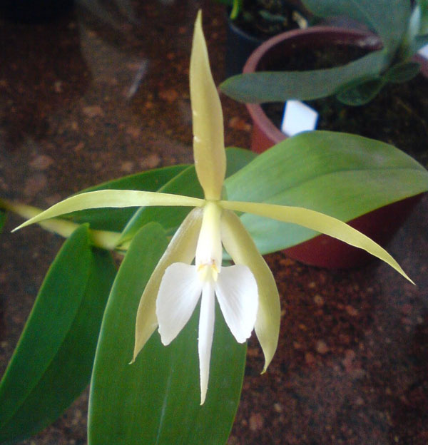 Picture 1 of The first orchid blooms at night