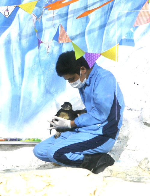 Picture 1 of The first penguin bears Vietnamese nationality