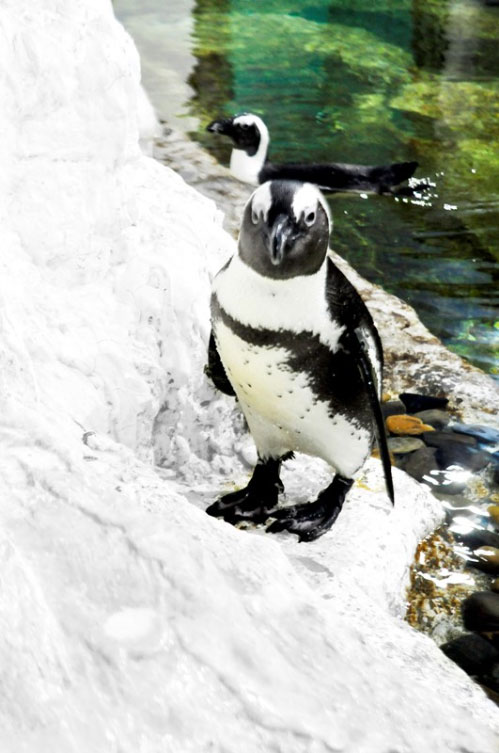 Picture 3 of The first penguin bears Vietnamese nationality
